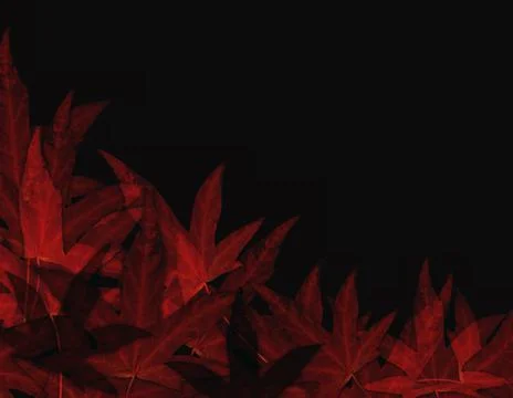 Maple Leaf Border Stock Photos