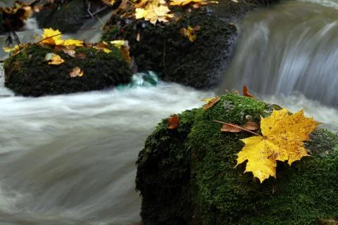 Maple leaf on boulder covered with moss Stock Photos