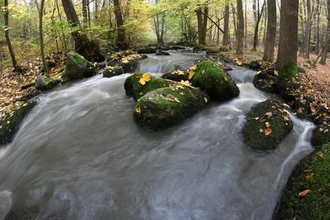 Maple leaf on boulder in stream Stock Photos
