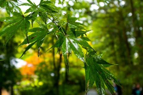 Maple leaf branch Stock Photos
