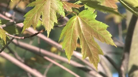 Maple leaf in breeze close up Stock Footage 11018928