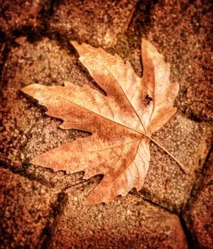 Maple leaf on brick wall Stock Photos