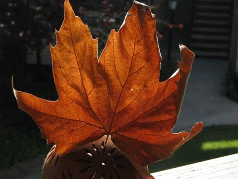 Maple leaf brown Stock Photos