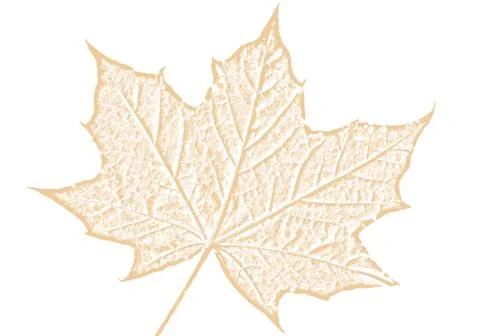 Maple leaf brown sketch drawing cut out and isolated 库存照片