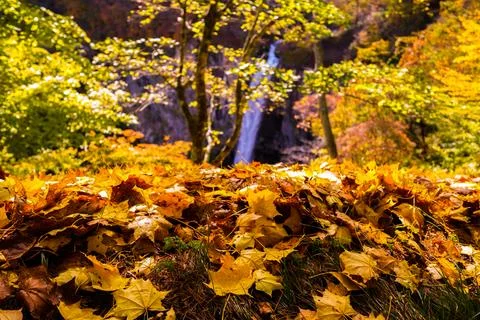 Maple leaf carpet with maple tree and waterfall in background Stock Photos