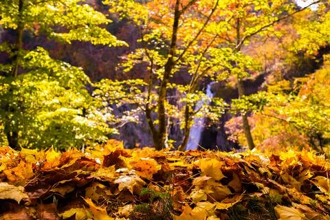 Maple leaf carpet with maple tree and waterfall in background Stock Photos