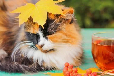 The maple leaf on the cat head, autumn had come. outside on the table sits a Fotos de archivo