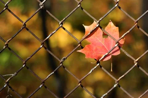 Maple Leaf Caught in Chain Link Fence in Autumn Stock Photos