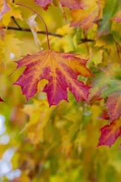 Maple leaf changing colors during autumn season Foto stock