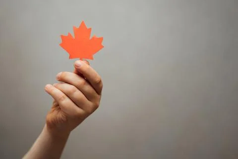 Maple leaf in children's hands on a gray background is a place for text. Canada Stock Photos