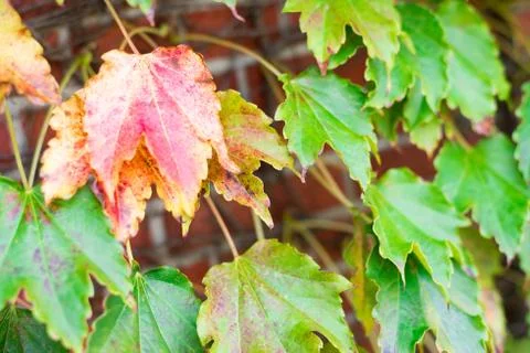 Maple leaf climbing on brick wall Foto stock