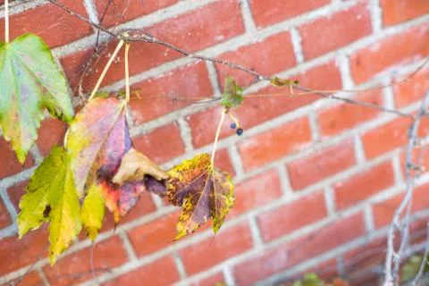 Maple leaf climbing on brick wall Foto stock