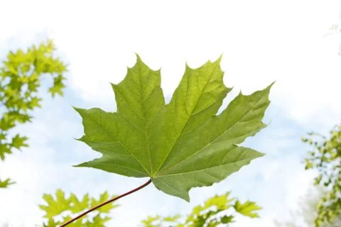 Maple leaf close-up against sky Stock Photos