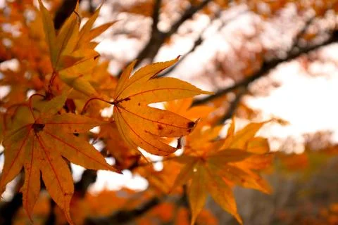 Maple leaf close up with bokeh background Stock Photos