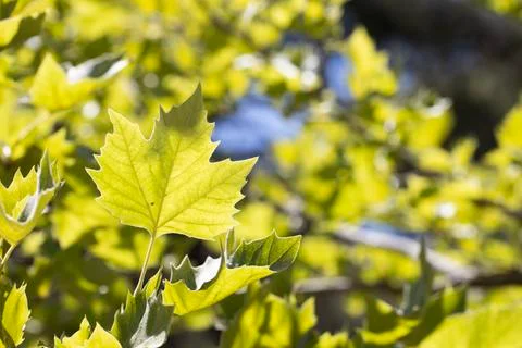 Maple leaf close-up. It was taken in summer on a sunny day. Day Stock Photos