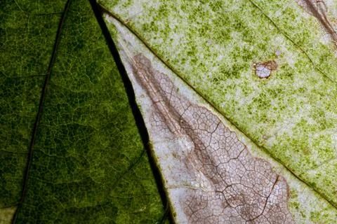 Maple leaf close up Stock Photos