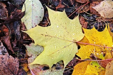 Maple leaf close-up Stock Photos