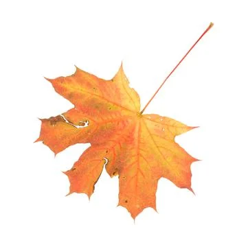 Maple leaf. Close up. Stock Photos