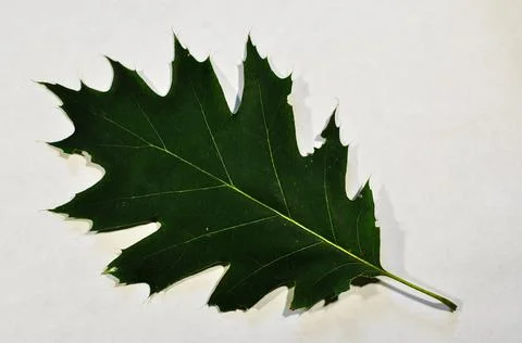 Maple leaf close up. Stock Photos