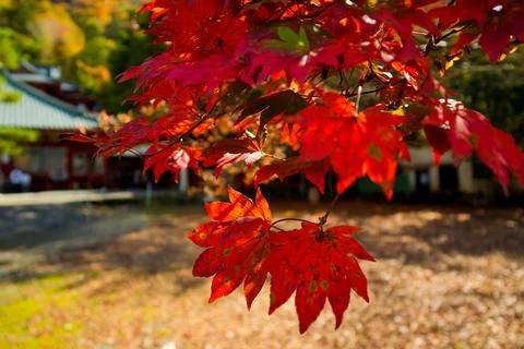 Maple leaf close up Stock Photos