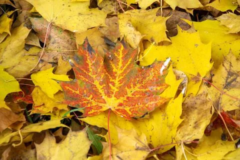 Maple leaf close up. Red leaf on a background of fallen yellow foliage in aut Stock Photos