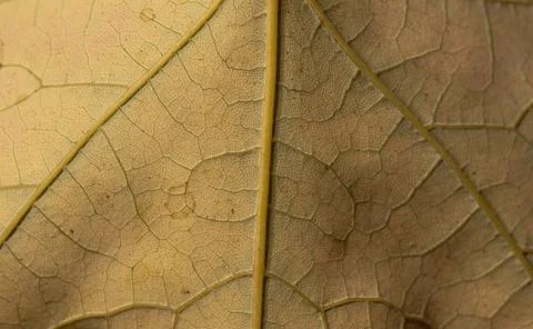 Maple leaf close up shot Foto stock