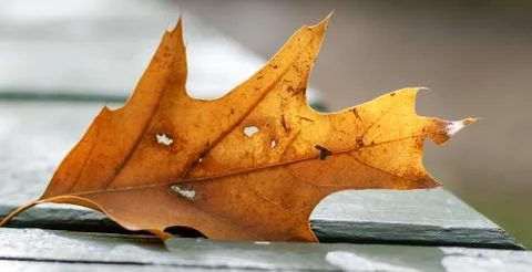 Maple Leaf Close Up On Table. Stock Photos