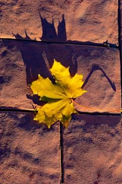 Maple leaf on cobblestones. Yellow maple leaf on a cobblestone pavement. Stockfoto's