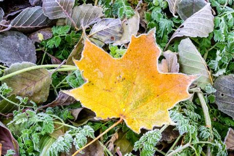 Maple leaf on a cold morning covered with hoarfrost. Winter is coming. First  Stock Photos