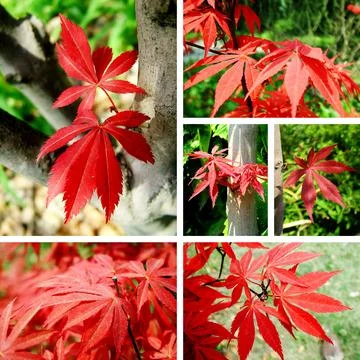 Maple leaf collection in spring Foto stock