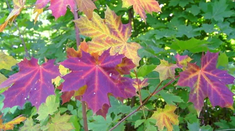 Maple leaf in the colors, autumn (1) Видео 42126309