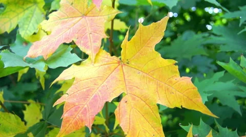 Maple leaf in the colors, autumn (10) Stockbeeldmateriaal 42126293