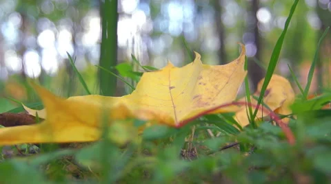 Maple leaf in the colors, autumn (2) Stockbeeldmateriaal 42126272