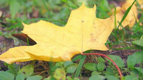 Maple leaf in the colors, autumn (3) Video stock 42126292