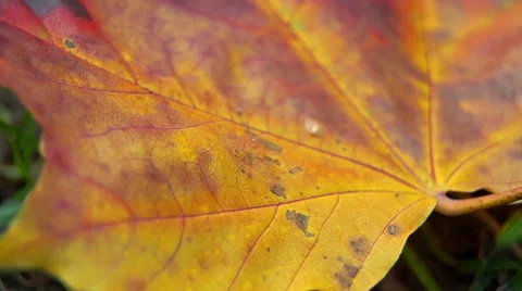 Maple leaf in the colors, autumn (4) 库存影片 42126288