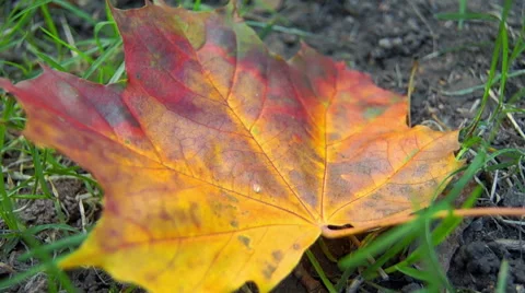 Maple leaf in the colors, autumn (5) Video stock 42126319