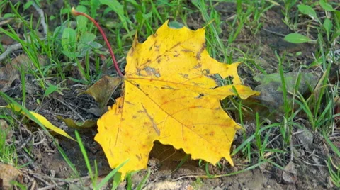 Maple leaf in the colors, autumn (6) Stockbeeldmateriaal 42126342