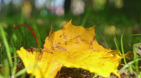 Maple leaf in the colors, autumn (7) Stock-Footage 42126361