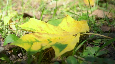 Maple leaf in the colors, autumn (8) Video stock 42126337