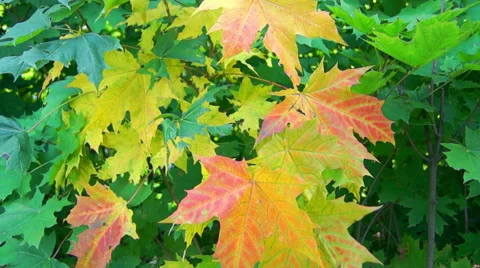 Maple leaf in the colors, autumn (9) Stock-Footage 42126355