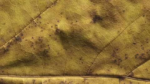 Maple leaf. Complex texture with veins and cells. Macro shot. Stock Footage 293929354