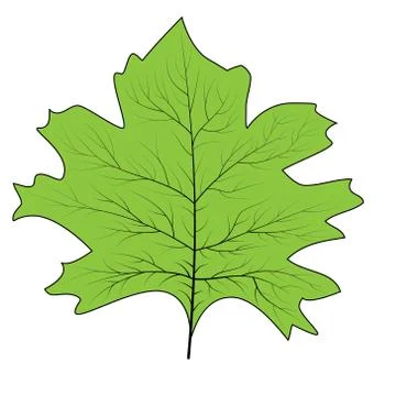Maple leaf for concept design. September fall. Decoration element. Autumn bac Stock Illustration