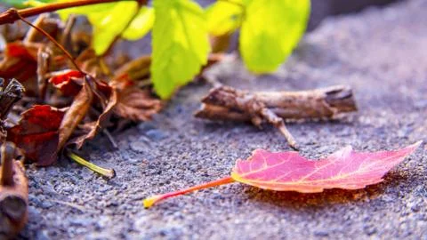 Maple Leaf On Concrete Rock. Stock Photos