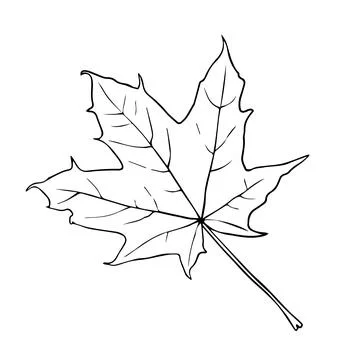 Maple leaf continuous one line art drawing of leaf decorative icon outline ve Stock Illustration