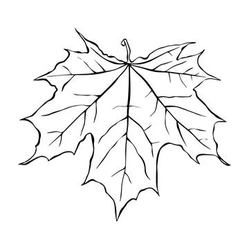 Maple leaf continuous one line art drawing of leaf decorative icon outline ve Stock Illustration