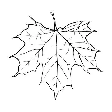 Maple leaf continuous one line art drawing of leaf decorative icon outline ve Stock Illustration
