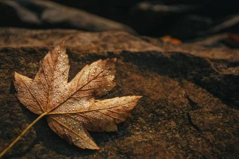 Maple leaf is covered with drops of dew on a stone. Autumn background. Stock Photos