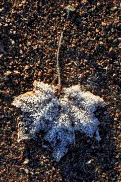Maple leaf covered with ice crystals Stock Photos