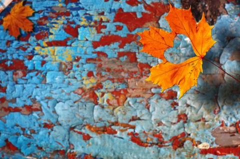 Maple-Leaf to cut the heart on the tree. Valentine Love . 스톡 사진