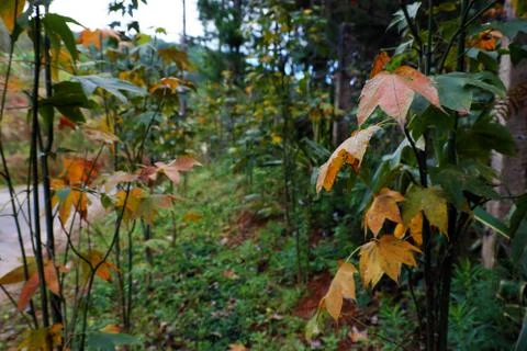 Maple leaf in Dalat jungle Stock Photos